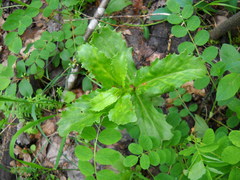 Hylotelephium maximum maximum