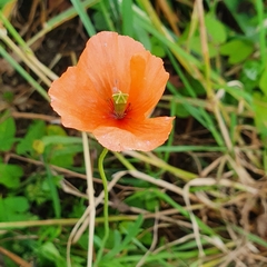 Papaver
