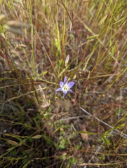 Brodiaea orcuttii