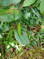 Taphronota calliparea