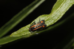 Synanthedon
