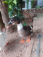 Anas platyrhynchos domesticus