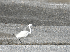 Egretta garzetta