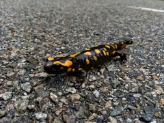 Salamandra corsica