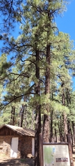 Pinus ponderosa