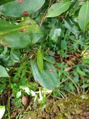 Taphronota calliparea