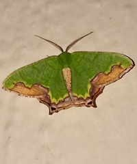 Antharmostes papilio