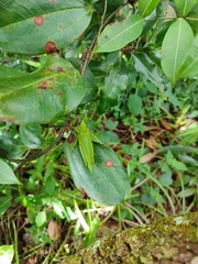 Taphronota calliparea