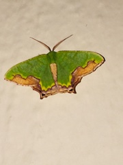 Antharmostes papilio