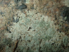 Verrucaria praetermissa