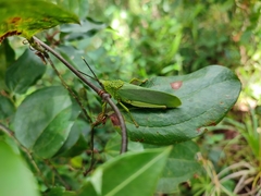 Taphronota calliparea
