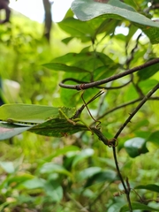 Taphronota calliparea