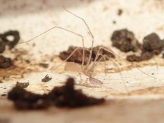 Pholcus opilionoides