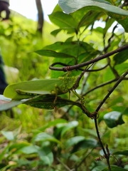 Taphronota calliparea