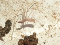 Pholcus opilionoides