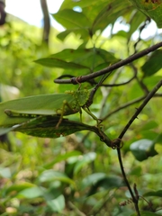 Taphronota calliparea