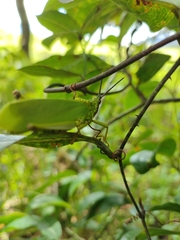 Taphronota calliparea