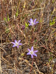 Brodiaea orcuttii