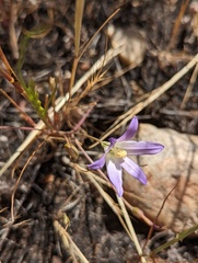 Brodiaea orcuttii