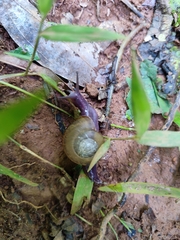 Urocyclidae