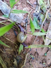 Urocyclidae