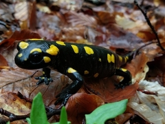 Salamandra corsica