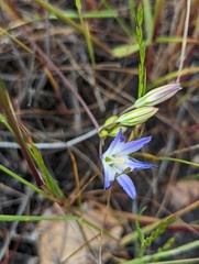 Brodiaea orcuttii