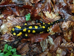 Salamandra corsica