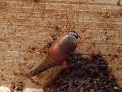 Sepedophilus marshami