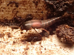Sepedophilus marshami