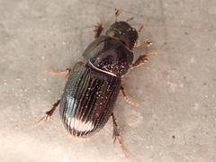 Phaeaphodius rectus