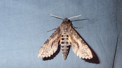 Isognathus scyron
