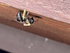 Xylocopa virginica image