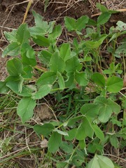 Trifolium hybridum