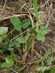Trifolium hybridum