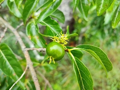 Vangueria apiculata