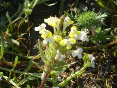 Castilleja campestris