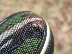 Sciaphobus squalidus