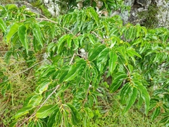 Vangueria apiculata