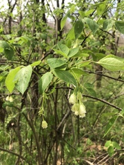 Staphylea trifolia