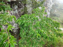 Vangueria apiculata