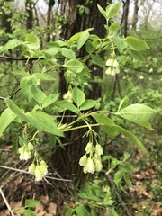 Staphylea trifolia
