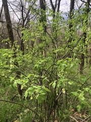 Staphylea trifolia