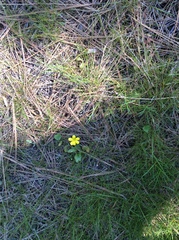 Ranunculus glaberrimus