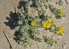 Medicago marina