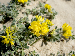 Medicago marina