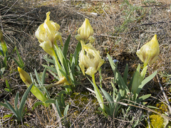 Iris suaveolens