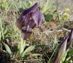 Iris suaveolens