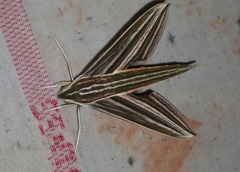 Xylophanes titana