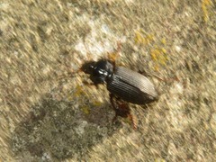 Anisodactylus binotatus